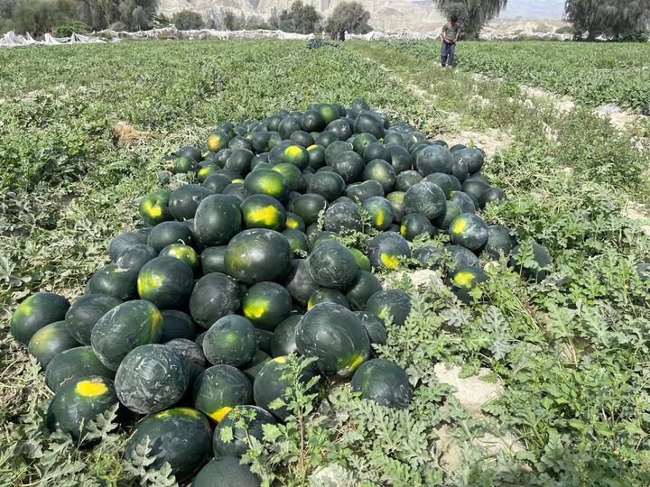هندوانه خارج از فصل سیستان و بلوچستان راهی بازار می شود