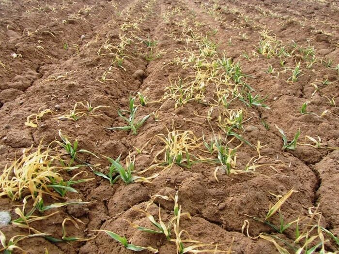 سرما وارد استان سمنان شد | جدال کشاورزی با سرنوشتی شوم