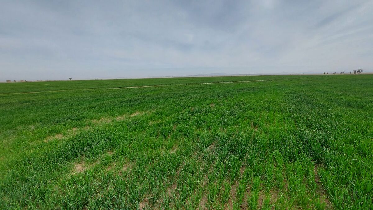 مناقشه برای ۲ هزار تومان| اقتصاد خوشه های طلایی مس شد