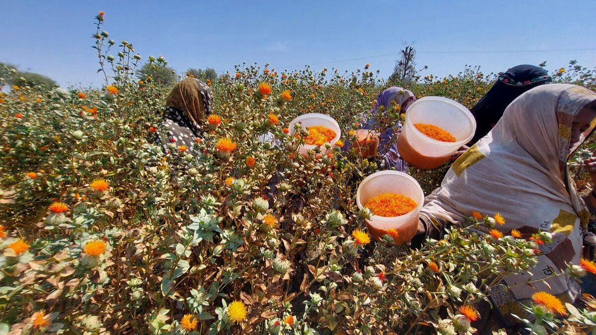 سطح زیر کشت گلرنگ در سیستان و بلوچستان ۵ برابر شد