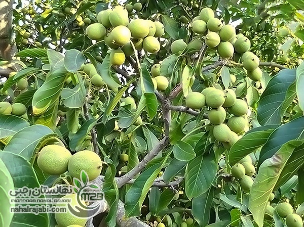 خرید نهال گردو پربار از بهترین نهالستان