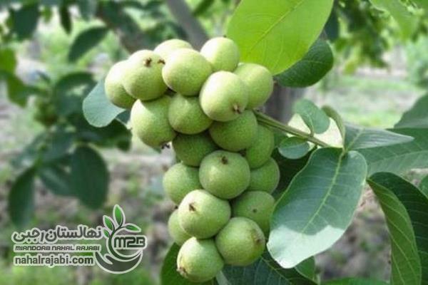 پربارترین نهال گردو