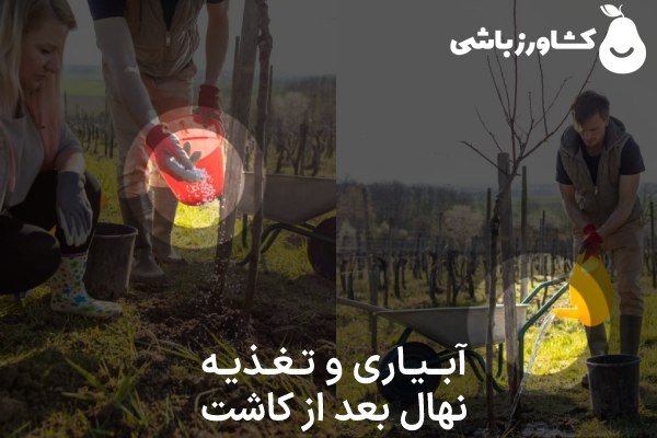 آبیاری و تغذیه نهال بعد از کاشت