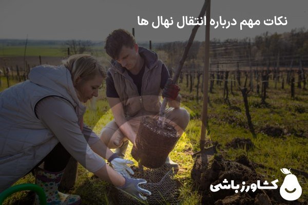 نکات مهم درباره انتقال نهال ها