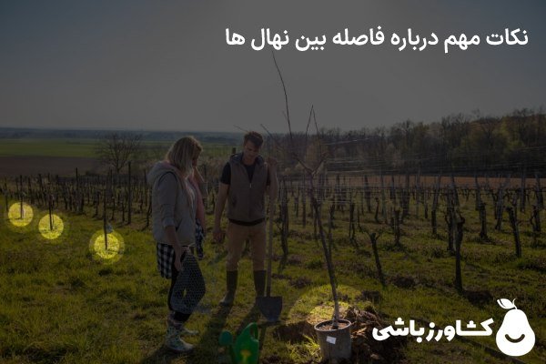 نکات مهم درباره فاصله بین نهال ها