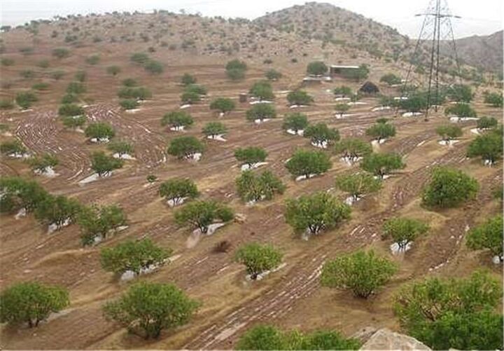 دربهای بزرگترین انجیرستان دیم دنیا به سمت صادرات گشوده میشود؛ چینیها طرفدار پرو پا قرص دربهای بزرگترین انجیرستان دیم دنیا به سمت صادرات گشوده میشود؛ چینیها طرفدار پرو پا قرص