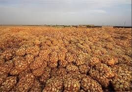 دپوی هزاران تُن پیاز در دمای ۴۵ درجه جنوب کرمان