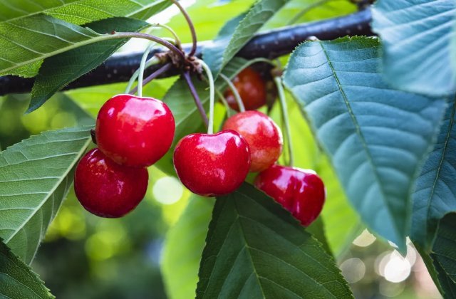 انواع نهال های گیلاس