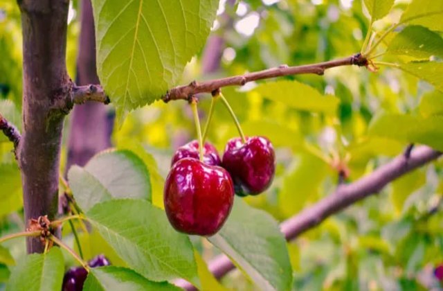 بررسی انواع نهال گیلاس