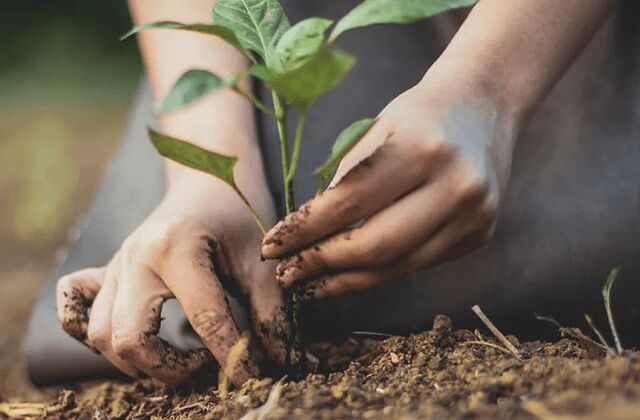 چگونه بهترین نهال های گیلاس را تشخیص دهیم؟ چگونه بهترین نهال های گیلاس را تشخیص دهیم؟