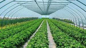 بیش از ۷۰ درصد محصولات گلخانه‌ای استان بوشهر صادر شد