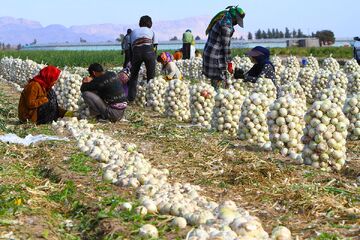 خرید حمایتی پیاز و پرداخت ۷۳ درصد مطالبات کشاورزان