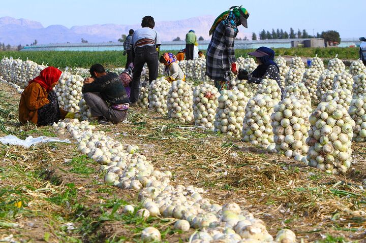 ۴ هزار تن پیاز از کشاورزان دزفول خریداری شد ۴ هزار تن پیاز از کشاورزان دزفول خریداری شد