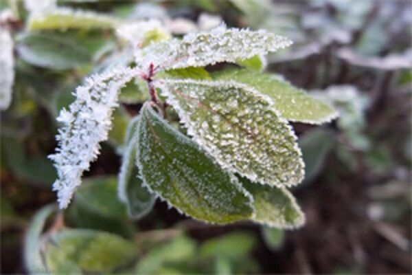 روش‌های سنتی مقابله با سرمازدگی جواب نمی‌دهد | شرایط استفاده از بخاری باغی 