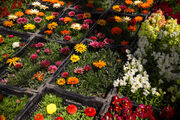 غرب مازندران نیازمند نمایشگاه دائمی گل وگیاه است
