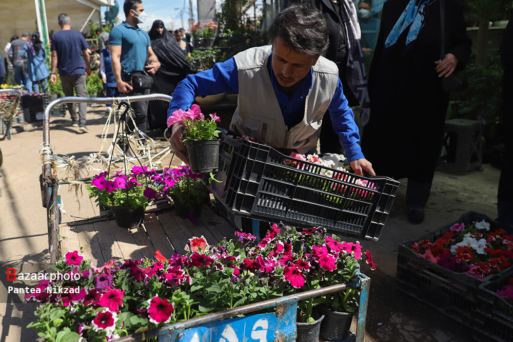 گلهای صادراتی بوی نفت میدهد| ناهمخوانی توسعه گلخانهها با بازار فروش