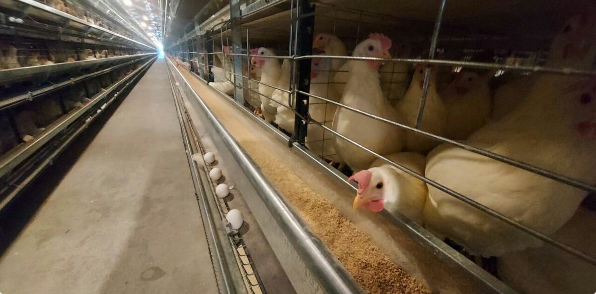 قیمت تخم مرغ را آخر پائیز باید شمرد| تولید کنندگان ضرر می‌دهند