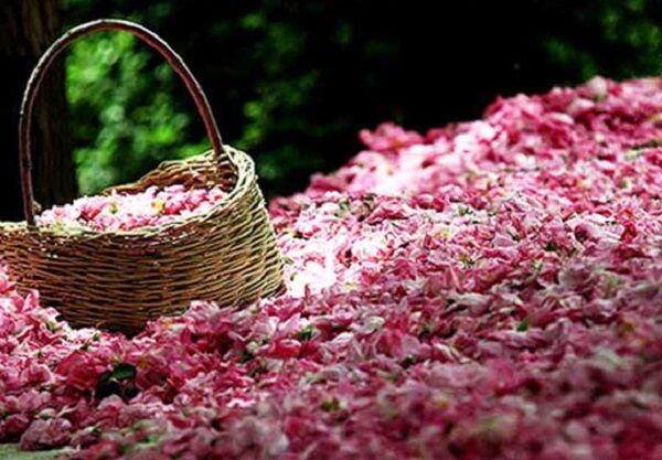 ​جشنواره گل و گلاب میمند برگزار می‌شود