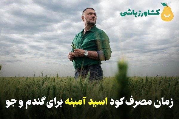 زمان مصرف کود اسید آمینه برای گندم و جو