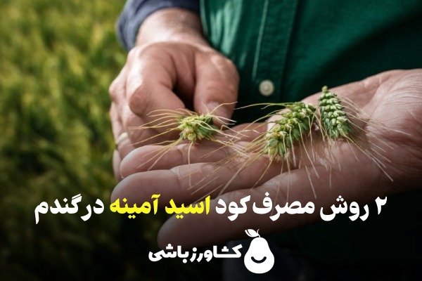 مصرف اسید آمینه در گندم می تواند به صورت دو روش صورت بگیرد