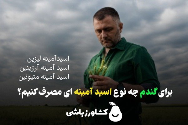 برای گندم چه نوع اسید آمینه ای مصرف کنیم؟