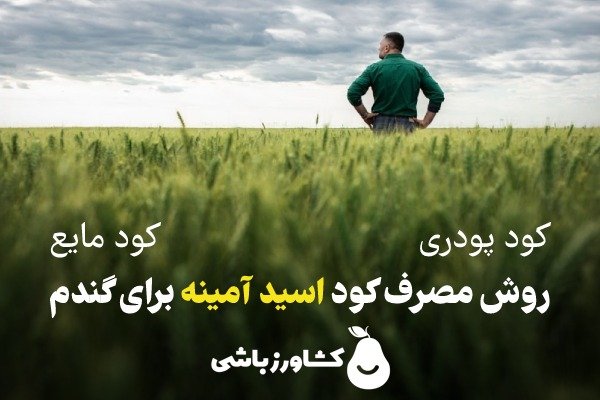 روش مصرف کود اسید آمینه برای گندم