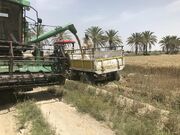 خرید گندم در سیستان و بلوچستان به مرز ۹ هزار و ۵۰۰ تن رسید