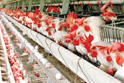 استان سمنان روزانه ۲۰۰ تن مرغ تولید می کند