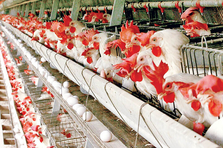 تولید مرغ در نیمه نخست امسال در بوشهر به ۱۱ هزار تن می رسد