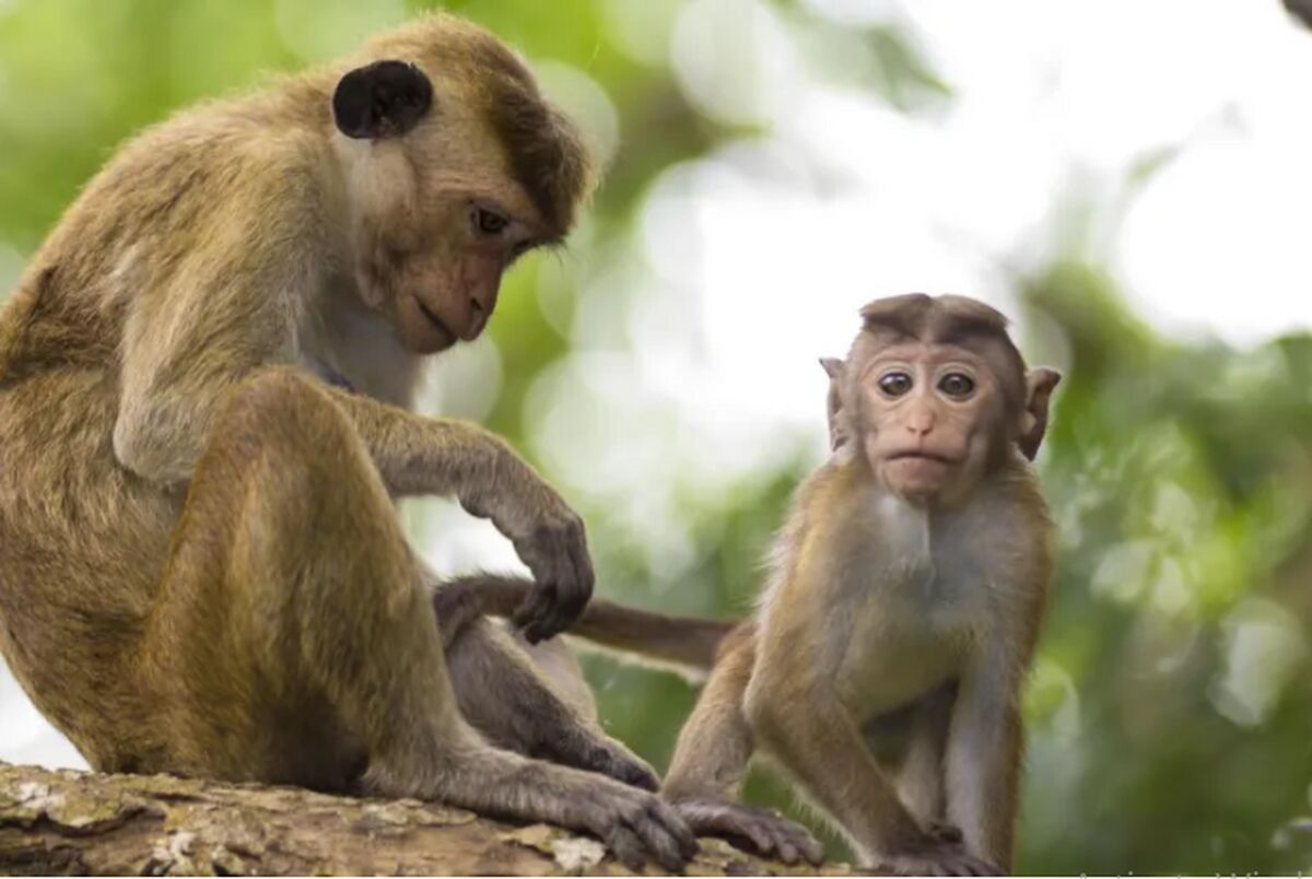 استفاده از میمون‌ها برای بازپرداخت وام میلیارد دلاری به چین