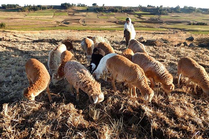 راهنمای خرید دام زنده