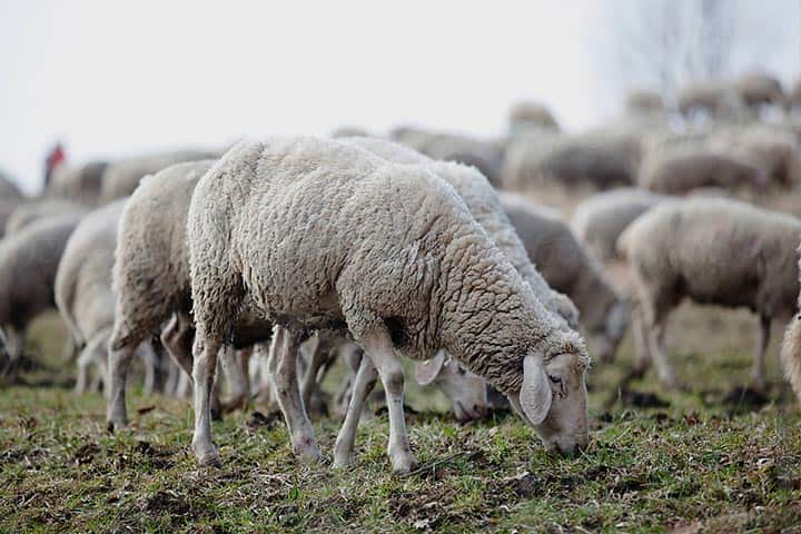 مرکز خرید دام زنده