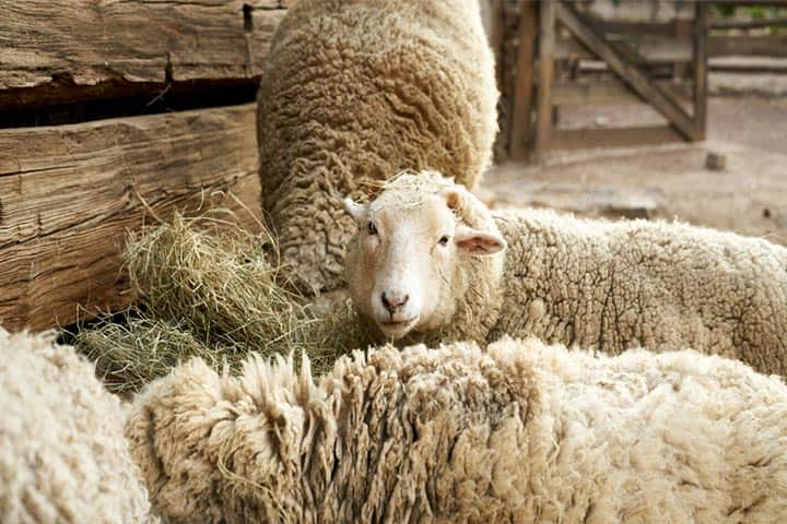 خرید گوسفنده زنده