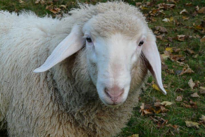 گوسفنده زنده