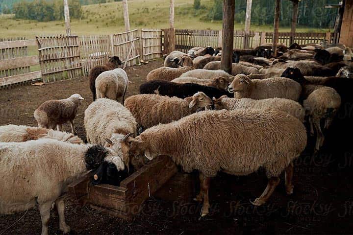 فروش گوسفند در تهران