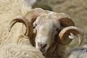 فروش اینترنتی گوسفند زنده در سایت دام سبز