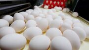 ایران جزء ۱۰ کشور اول تولیدکننده تخم مرغ در دنیا