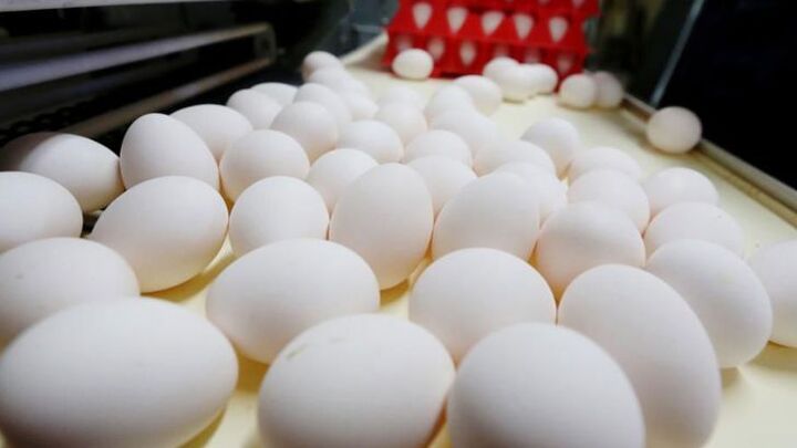 صادرات ۲۰۰ تن تخممرغ برای نخستین بار به روسیه صادرات ۲۰۰ تن تخممرغ برای نخستین بار به روسیه