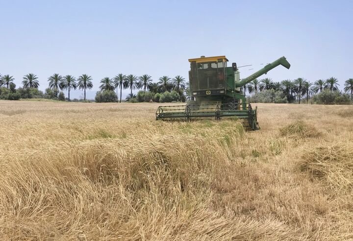 ۱۱۵ هزار تن گندم در مازندران خرید تضمینی شده است