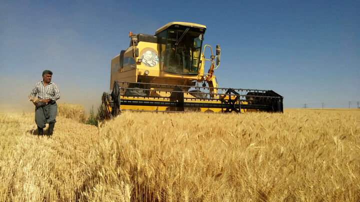 ۱۷۰ هزار تن گندم در مازندران ذخیره شده است