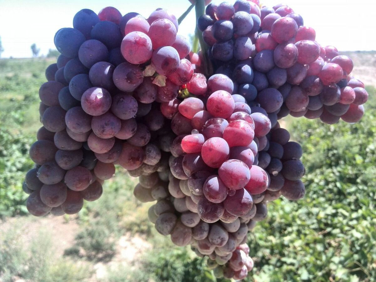 آغاز برداشت زود رس ترین انگور کشور در سیستان و بلوچستان 