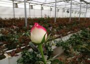 صادرات ۱۰۰ هزار شاخه گل رز از کهگیلویه و بویراحمد به خارج از کشور