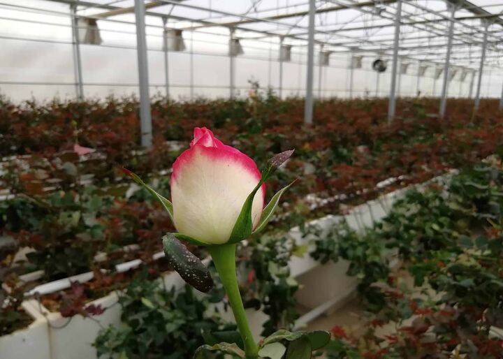 صادرات ۱۰۰ هزار شاخه گل رز از کهگیلویه و بویراحمد به خارج از کشور