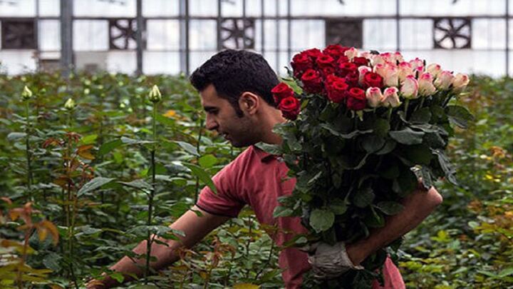 چشم انداز بازار جهانی گلهای شاخه بریده رُز تا ۲۰۳۳؛ رشد ۳.۲۸درصدی بازار ظرف هشت سال