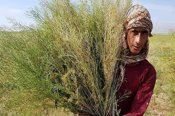 اشتغال آفرینی دانه های خاکشیر در بشرویه| فرصتی برای درآمدزایی در سال های خشکسالی اشتغال آفرینی دانه های خاکشیر در بشرویه| فرصتی برای درآمدزایی در سال های خشکسالی