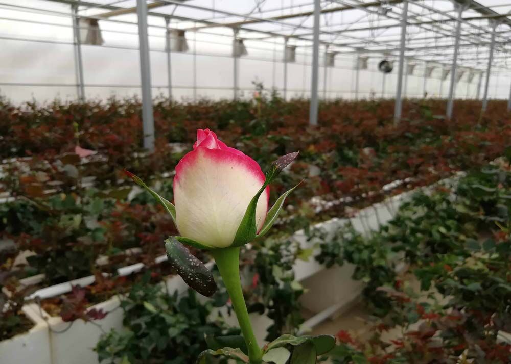 روحیه تولید در گلخانهها آفتزده است| حمایت از تولیدکننده شعار است