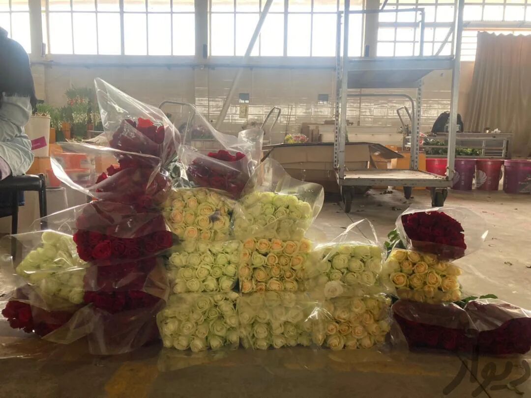 روحیه تولید در گلخانهها آفتزده است| حمایت از تولیدکننده شعار است