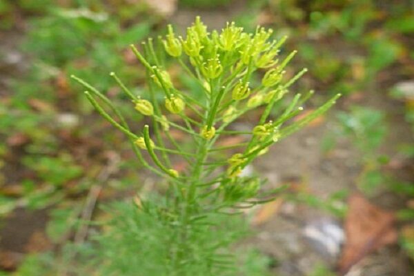 اشتغال آفرینی دانه های خاکشیر در بشرویه|فرصتی برای درآمدزایی در سال های خشکسالی