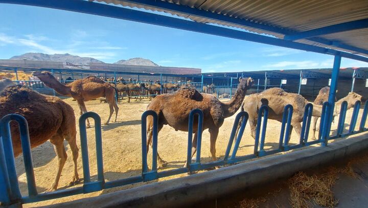 طلای سفید سیستان و بلوچستان در بازارهای خارجی | شیر خشک شتر ظرفیت صادراتی بکر طلای سفید سیستان و بلوچستان در بازارهای خارجی | شیر خشک شتر ظرفیت صادراتی بکر