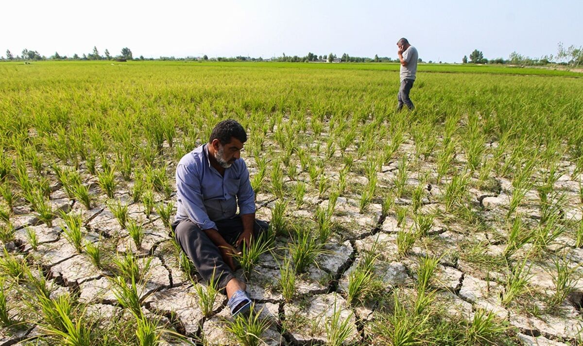 جدال بر سر تامین معاش و آینده منابع آبی گلستان |«خشکه کاری شالی» تنها راه حل موقت است